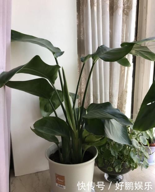 4种不同风格的花,谁见了都爱养,各有各的气质