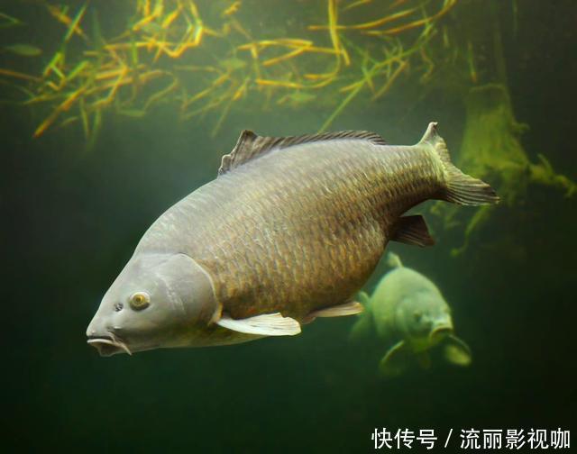 茅坑下大鱼聚集,揭示出核心诱鱼原理,钓鱼人必须看懂