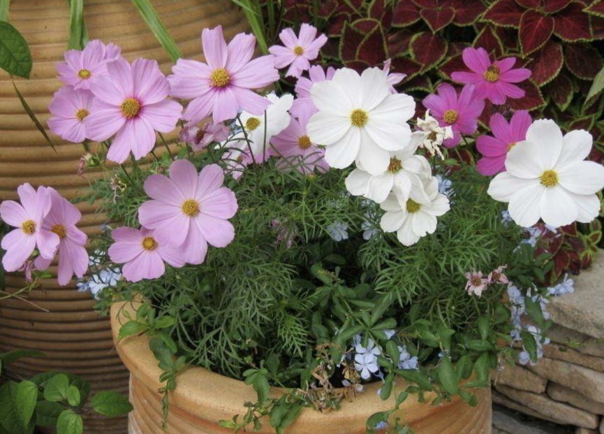 类型|天热养什么植物合适栽种这3款，不用怎么管就能安全度夏