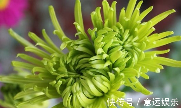 中叶柄|喜欢养花,不如养盆“菊花贵族”绿江南,似碧玉非常,高贵典雅!