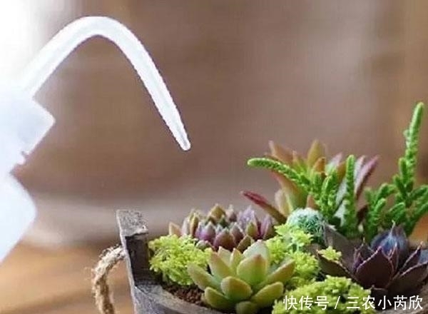 肉肉|肉肉养肥4步法