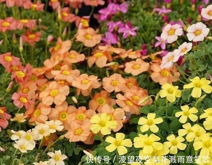 太阳花|4种花养家里,沾土就活,开花多、花期长,懒人新手都能养好!