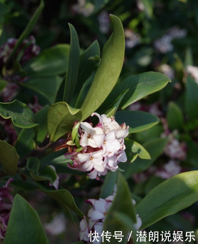 喜欢养芳香花卉的人,客厅只养一盆“夺香花”,好闻又大气