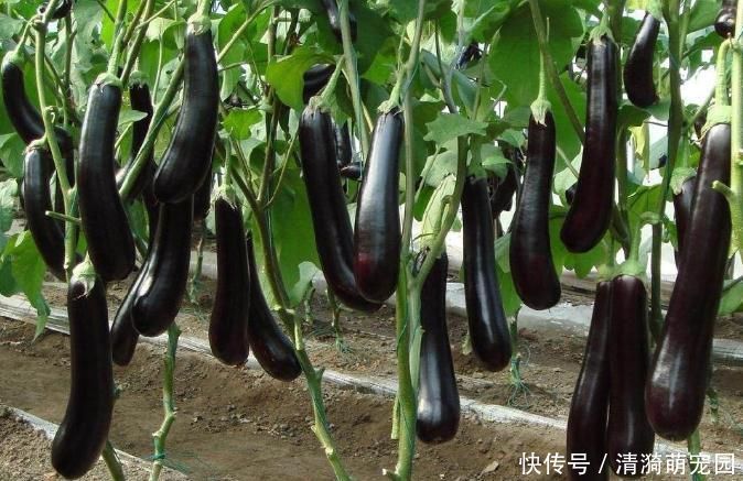 把茄子|炒茄子时,不要傻傻的直接下锅了,这样做省油又好吃