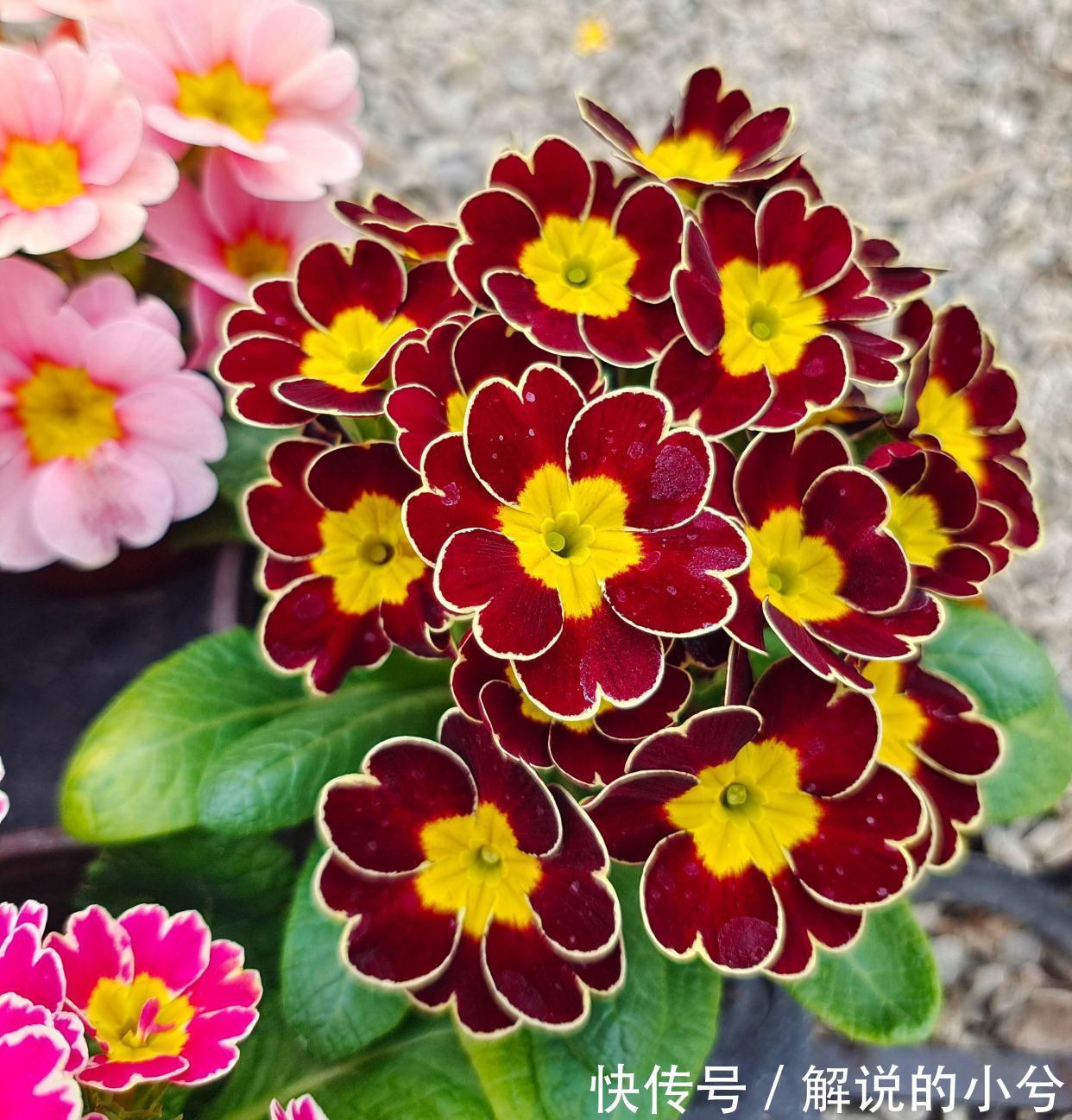 天冷就养“3种花”,耐寒好养,花儿朵朵开,又美又娇艳