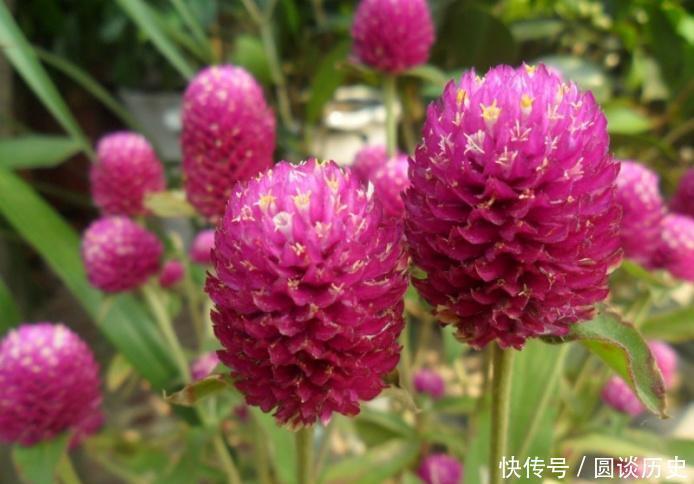 花期|4种花界中的女神花,养护容易,开花美丽,花期超长