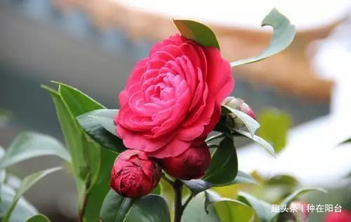 月季只长枝条不开花,那是因为你有三项养护工作没有做到位!