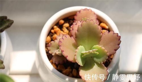 喜欢多肉的小伙伴,几种多肉不要养,不然会后悔的!