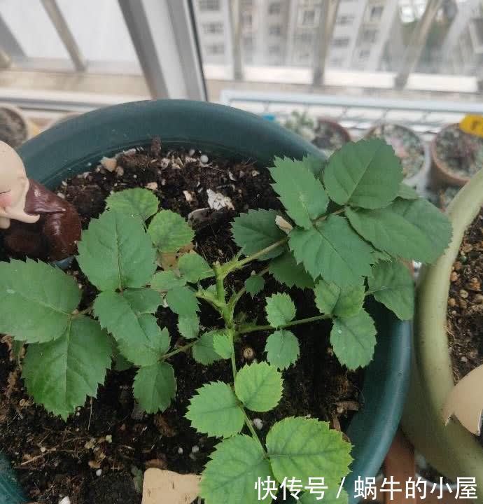 花盆|松针怎么养花？有3种方法，盆土更肥沃了，花草旺盛