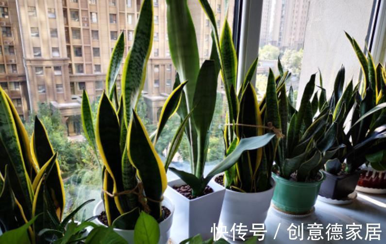 盆栽|秋季养殖虎皮兰，室内盆栽该注意哪些？牢记3点不吃亏