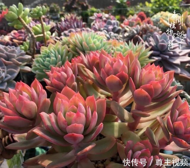 百科|养多肉三年多,初见惊鸿!累并快乐着!养多肉三年多,初见惊鸿!累并快乐着!