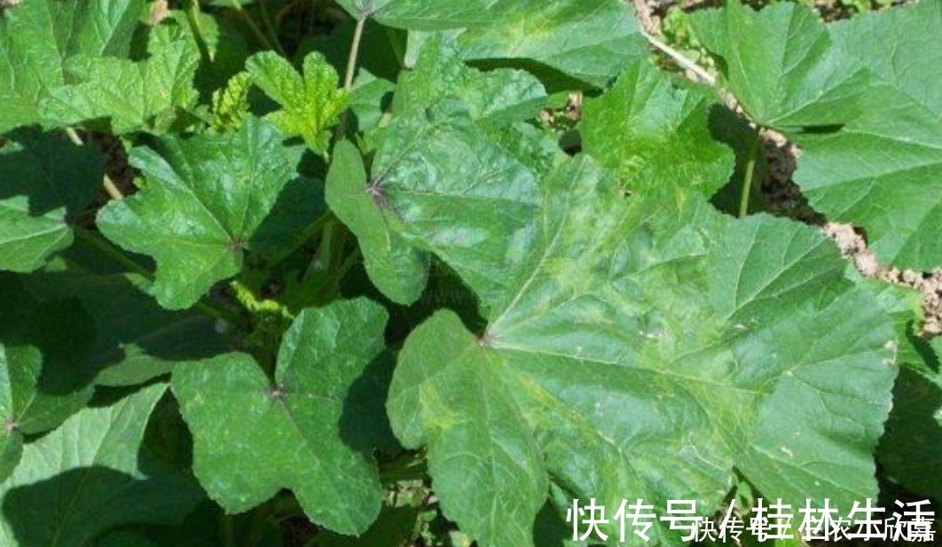 野生蔬菜|农村一种奇特野菜,叶子长得像心形,营养价值极高