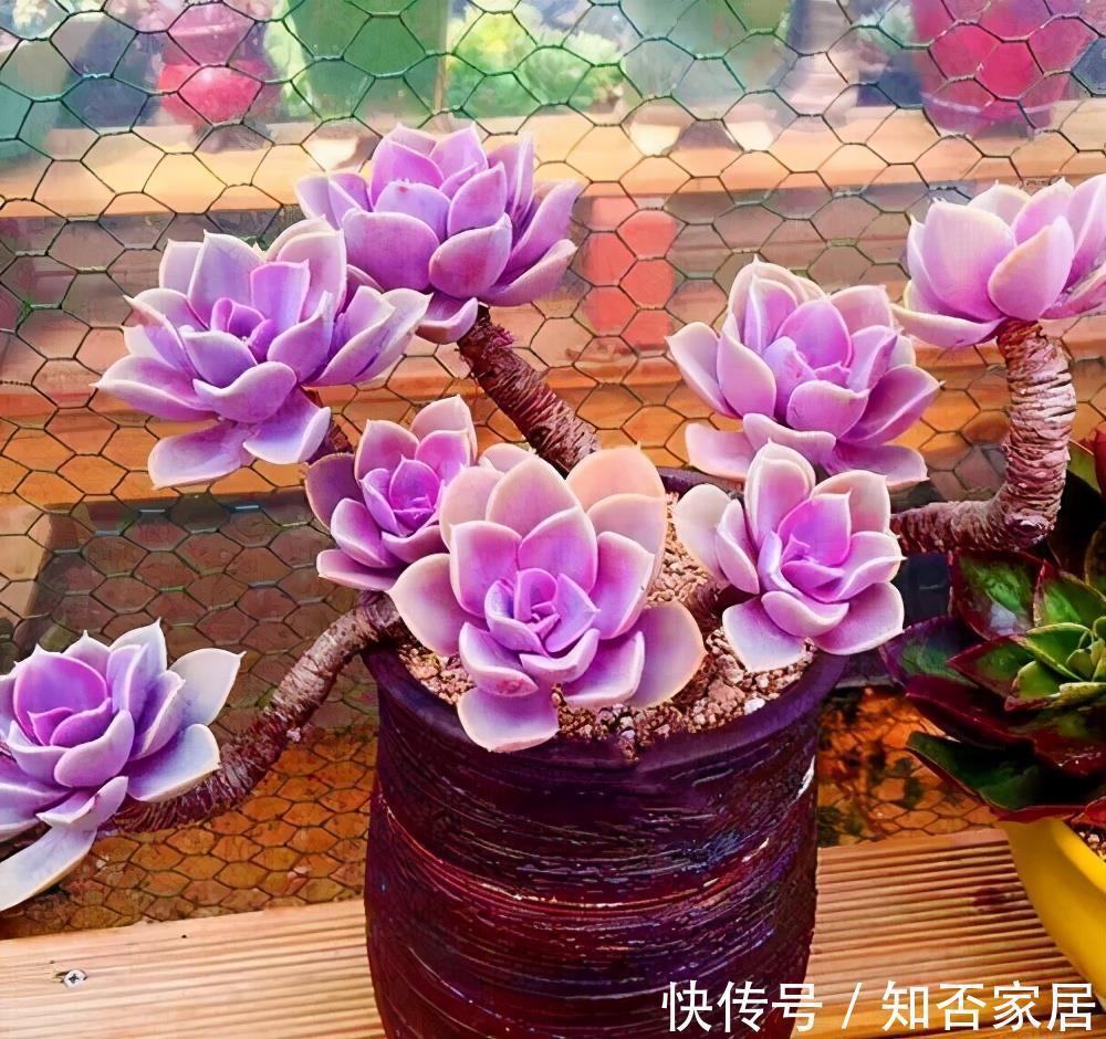 成就感|叶插就是对多肉的一种升级,6个品种叶插爱多头,满满都是成就感