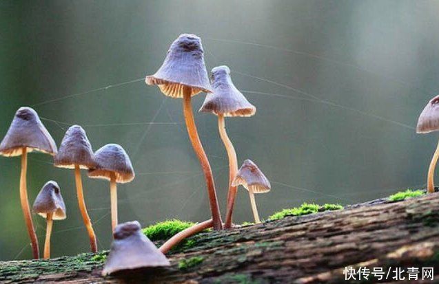 蘑菇|野生蘑菇要慎食，民间流传下来的“辨别经验”并不靠谱