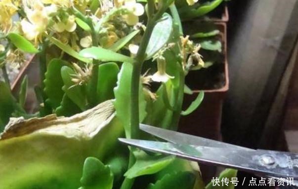 盆栽长寿花,该做哪些准备迎接夏季3点做到位,花期又长一些