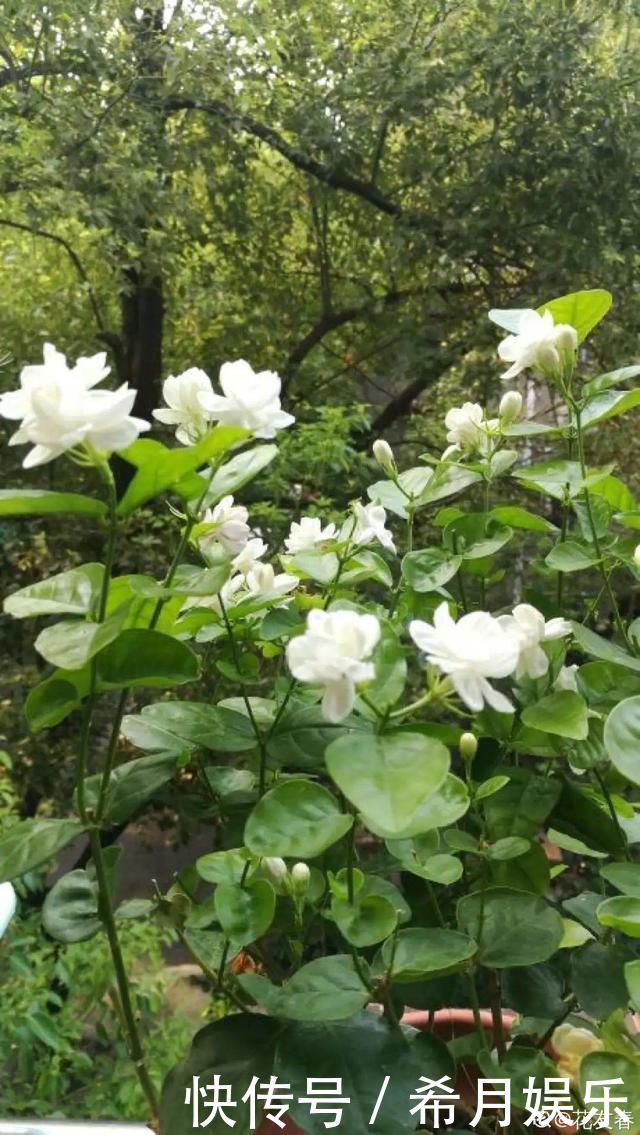 自带香味还能泡水喝的6种花,阳台养一盆,堪比小药箱