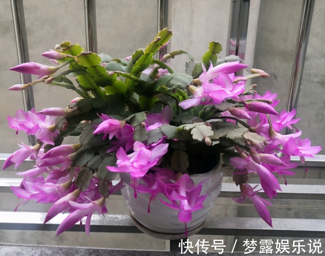 叶片|养蟹爪兰常见症状解决办法，只要发现不对劲，“见招拆招”准没错