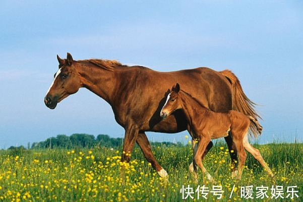 好运气|生肖马,你名字中若带有这些“字”,一生福泽深厚,财源不断!