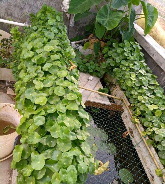 春季养铜钱草,记住9个字,长势快,绿叶多,新手也能养爆盆