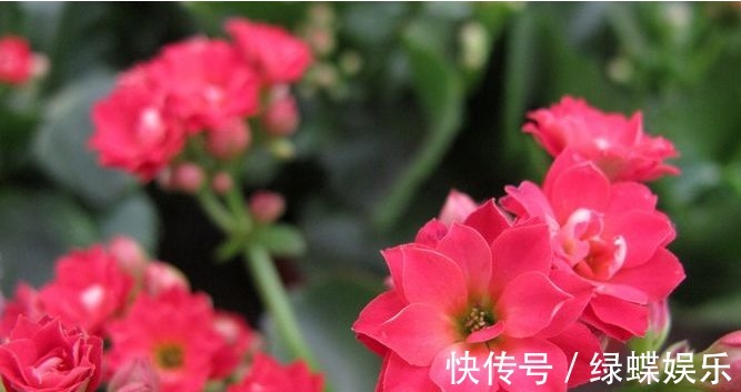 长寿花养护小技巧,这样养,长寿花开满整个花盆,深受花友的喜爱