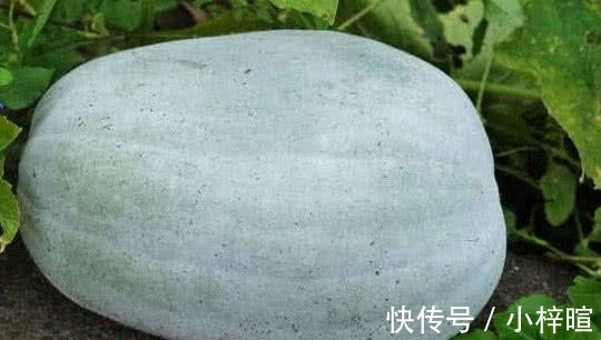 冬瓜|冬瓜、西瓜、南瓜,为什么没有北瓜?其实北瓜我们经常吃