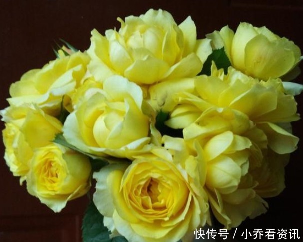 养好月季四大诀窍,年年开花不黄叶,花苞又大又鲜艳,花开满园