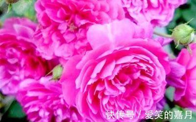 花草|家里养上4种花，百花齐放，鲜艳无比，开成百花园！