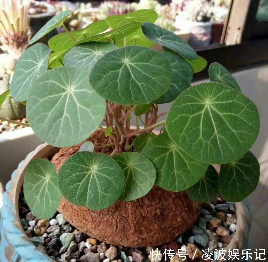 牡丹吊兰|懒人适合养什么花，浇水少，不挑土，它比人还懒！