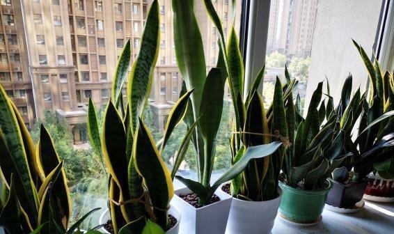 5种“耐旱花”,浇水多了就烂根,特别是冬季,断水才能安稳度过