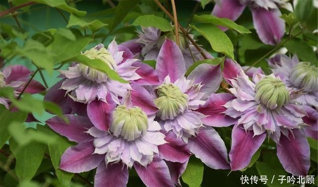 卖花人的5个“谎言”，你信了吗反正我不信！