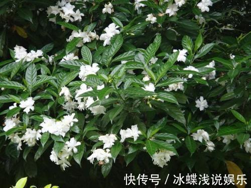 被名字耽误的8种花,好养好看开花惊艳,你最喜欢哪种?