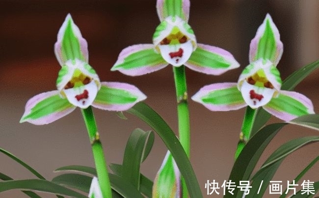 帝王妃|兰花珍品—矮种帝王妃,开花稳定,花香芬芳,文赏也可,武赏也行