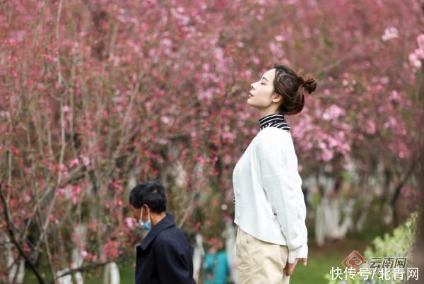 老年|海棠樱花齐放！昆明动物园樱花节今日启幕