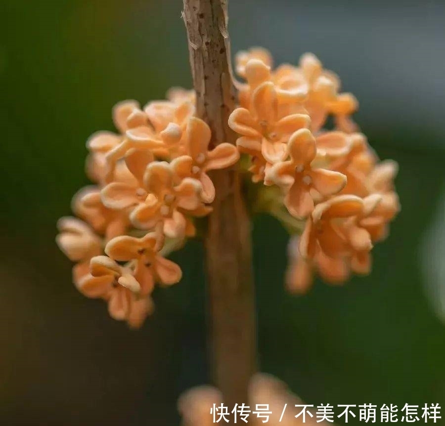 秋天|秋天,是桂花味的.....