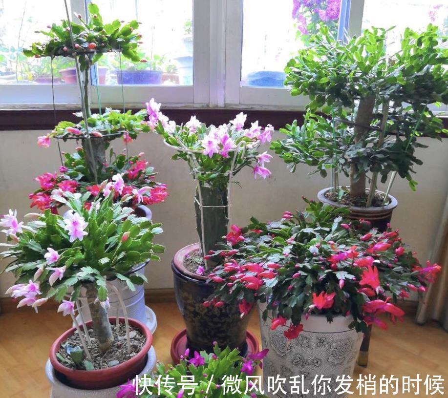 光照|阳台养花“6大错”，错了一个就黄叶，都占了就是“养花杀手”