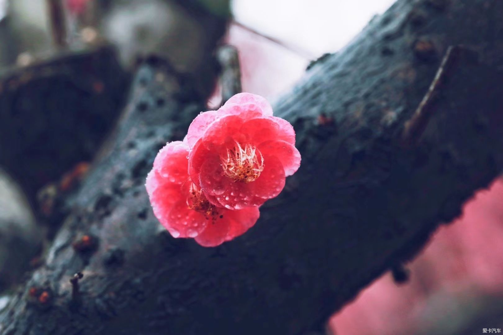 疏影横斜水清浅，赏梅记