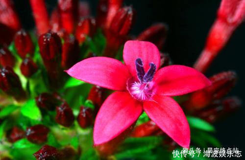 生肖|情商出众,长得也很漂亮,一生好命还备受宠爱的四大生肖女