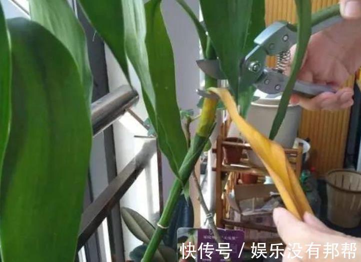 主干|水培富贵竹,春节前后养不活,聪明人都玩养成,在夏秋入手