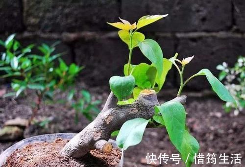 三角梅扦插总不活?吹口仙气,成活率翻倍,20天冒新芽