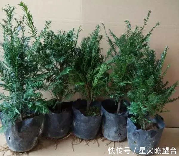 别傻傻只种菜,看这几款盆栽,净化空气还招财,聪明的一看就喜欢