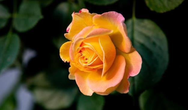 养此6种花要狠狠晒,越晒越能开,不然只见叶子不见花