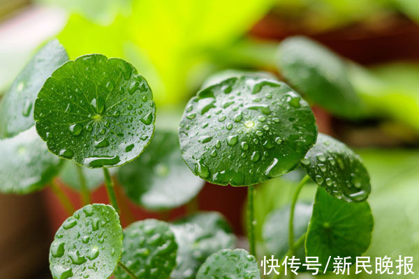 节气｜雨水，沾衣欲湿杏花雨