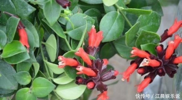 金鱼吊兰|吊兰也能“开红花”,养一盆“嗖嗖”冒花苞,比绿萝漂亮!