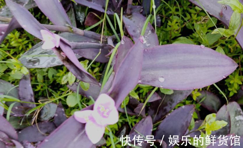 叶子|养什么花净化空气效果更好？盆栽这3款，漂亮好使，格外有格调