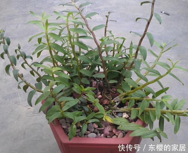 石斛长得这么茂盛,多亏我的养护方法好