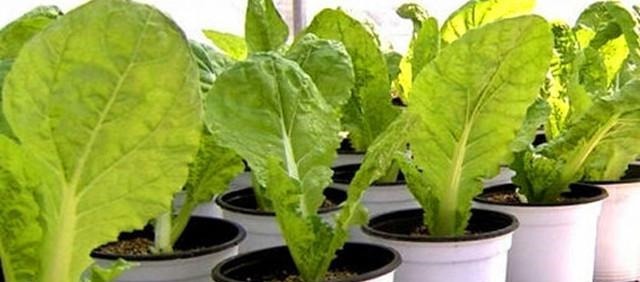 阳台上种上一盆这些蔬菜，不用买菜还能当花赏，快来种一盆