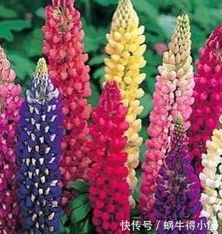 植株|花园不能没有它，鲁冰花一开成一片，五彩缤纷煞是好看