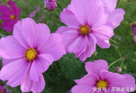 漂亮|4种花开花机器,漂亮又好闻,全年开花不断