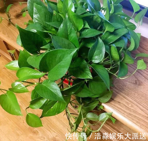 金鱼花|4种“防辐射”的花,好养又漂亮,养1盆再不担心变丑,女生必选!