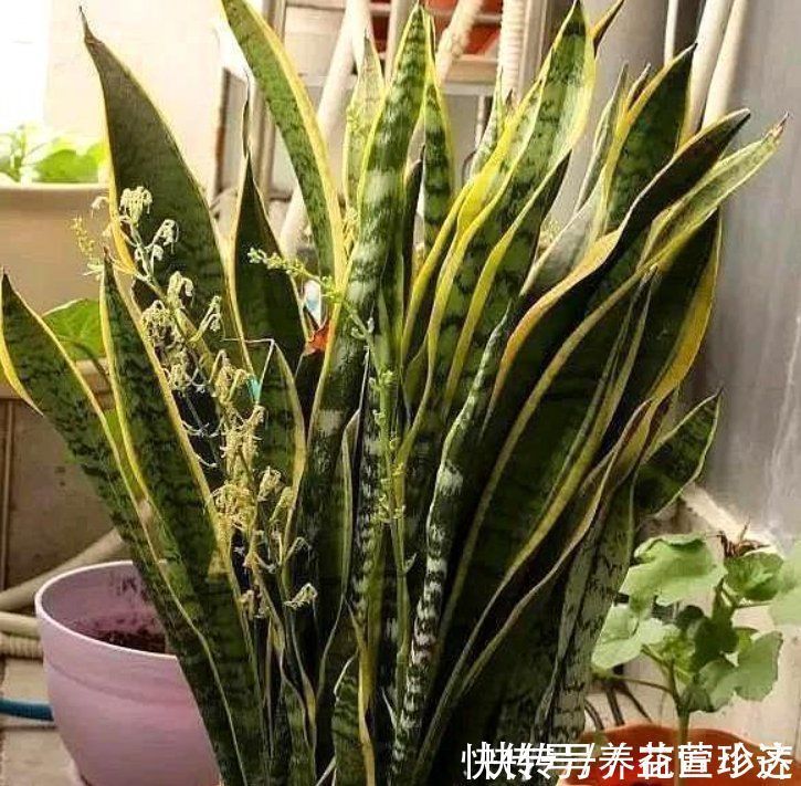 肥料|虎皮兰2年不长芽，证明缺得太多，只需简单1步，保证嗖嗖窜芽